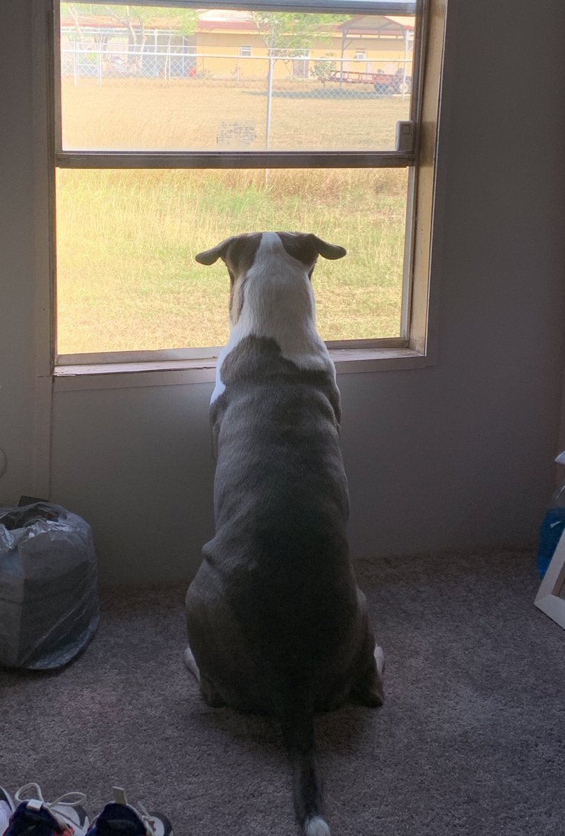 ellllva's tweet photo. Missing you, my sweet Moo Moo ❤️‍🩹🕊️🐶 https://t.co/oQbF9VESYc