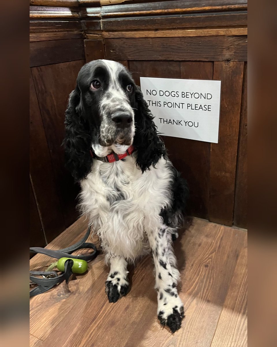 We warmly welcome dogs at St Laurence's with only a few off-limits spots, such as the counter area of Icon Coffee - to Grace the Springer Spaniel's disappointment! We are told she had a nice time otherwise! Thank you to Andrew for sending us this photo of the beautiful Grace.