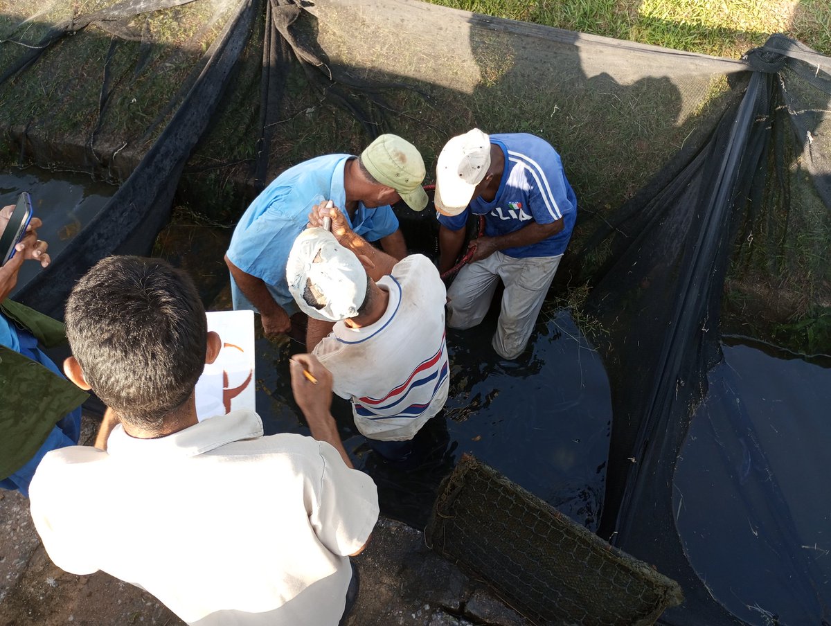 Selección de machos y hembras de tilapia en la UEB Acuisla de @pescaisla. #PescaPorCuba #PescaIsla #SentirPinero #PorUn26EnEl24