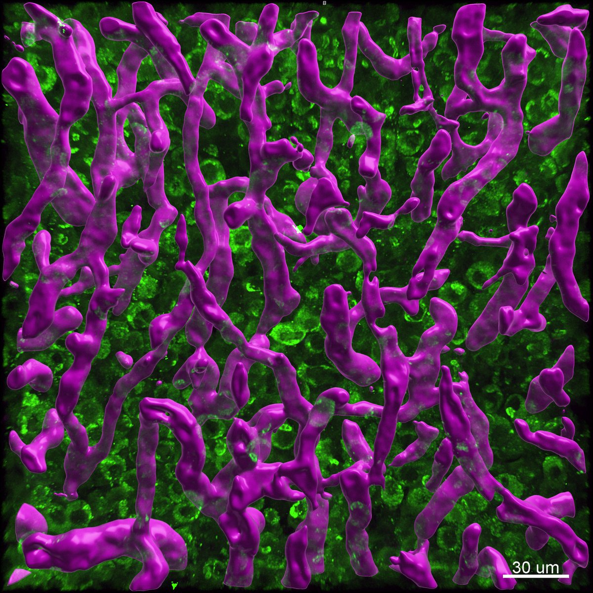 La #plateforme <a href="/IPAM_Montp/">IPAM</a> offre un accès à l’imagerie en temps réel, non invasive et multimodale pour les petits animaux  ➡️  ibisa.net/plateformes/im… <a href="/CNRS/">CNRS 🌍</a> <a href="/Inserm/">Inserm</a> <a href="/umontpellier/">Université de Montpellier</a> <a href="/BiocampusMontp/">BioCampus</a> #3R