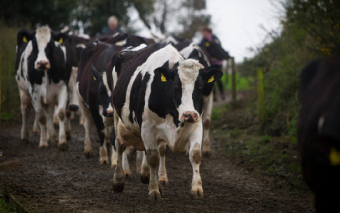 Tirlán February milk price increases to 42.08 cpl incl VAT, 3cpl Seasonality and 0.5cpl Sustainability. Base up 2cpl to 38.58cpl. Read more 👇tirlanfarmlife.com/news/tirlan-fe…