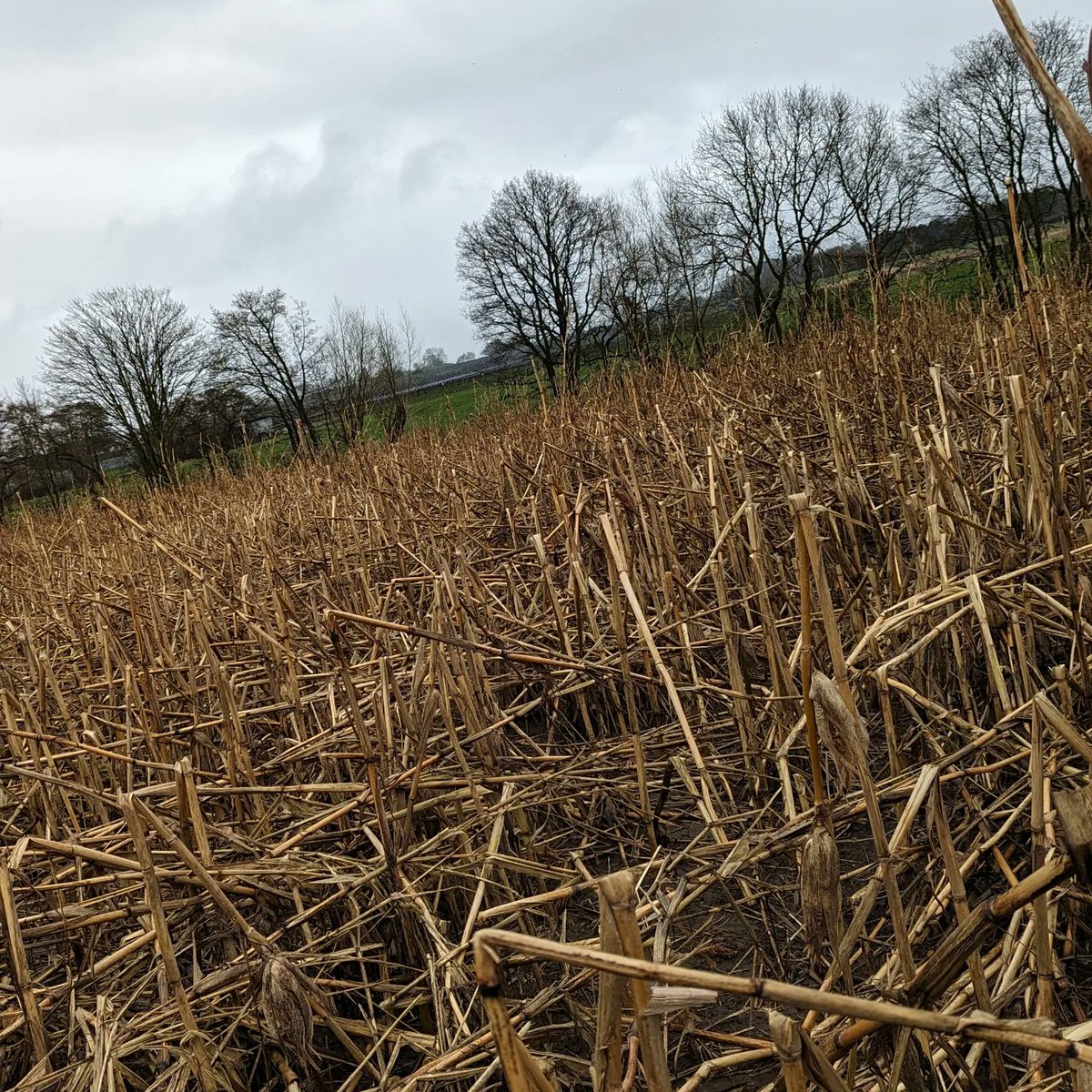 Today's work venue on the farm @KenyonHallFarm had a great day. #farmgirlatheart #farming #sowingseeds