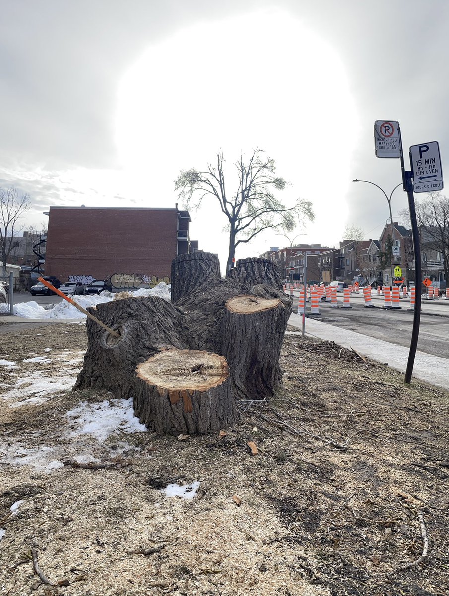 svalenzuela_mtl's tweet photo. Il n’y a pas juste dans #RDPPAT que les arbres disparaissent. Sur Pie-IX, la verdure a également été charcutée. Ça ressemble à ça, la ville verte et durable de Projet Montréal ? #polmtl https://t.co/Lm9oZwmhLH