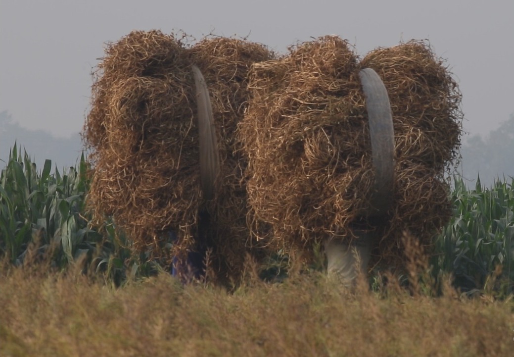 C_SUCSeS's tweet image. Hundreds of agricultural families in Bangladesh are now economically prosperous through the Relay Cropping Technology of C-SUCSeS Project. In the picture, you can see farmers carrying Field-pea from the fields. It's a testament to the transformative power of technology.