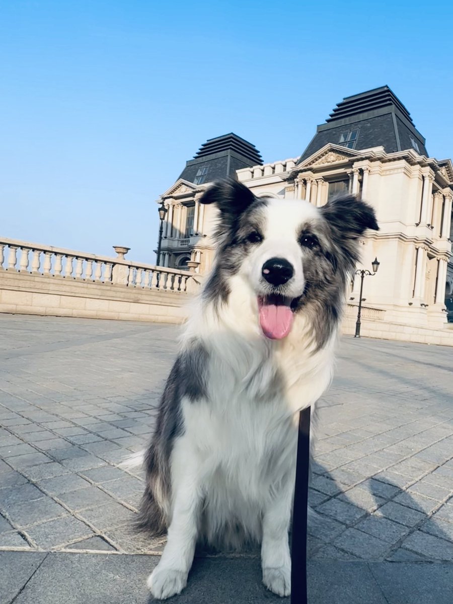 我有狗啦！！！！
朋友润前把自己的陨石送给我～～白嫖20K  开心