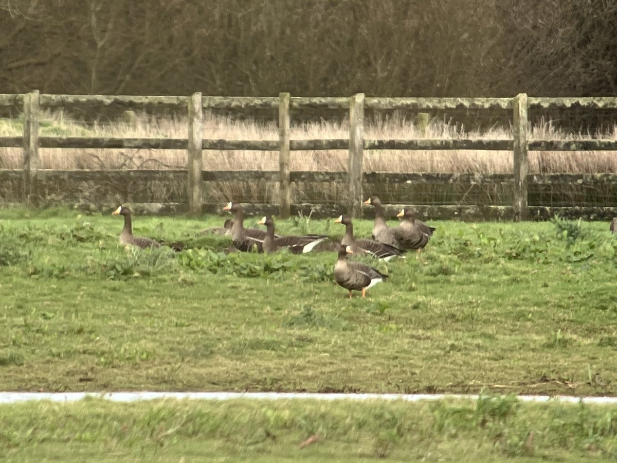 Drake Green-winged teal, 9 Greenland white-fronted geese, 6 ruff and singing Cetti’s warbler at Cahore marsh, Wexford so far today. #patchbirding