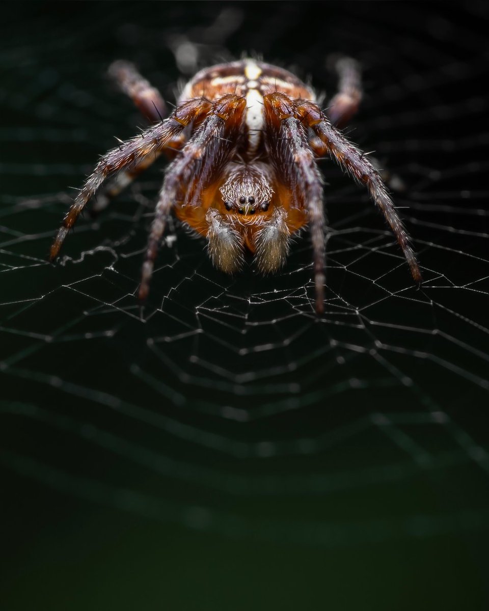 Here's a single shot of a (Araneus diadematus) I've taken last summer on it's web. I can remember taking this image, like it was yesterday. I found it high up in a tree, and I had to really stretch on my tip toes to get it. 🕷🕸 @BritishSpiders @Tone_Killick #OMSYSTEM #spider