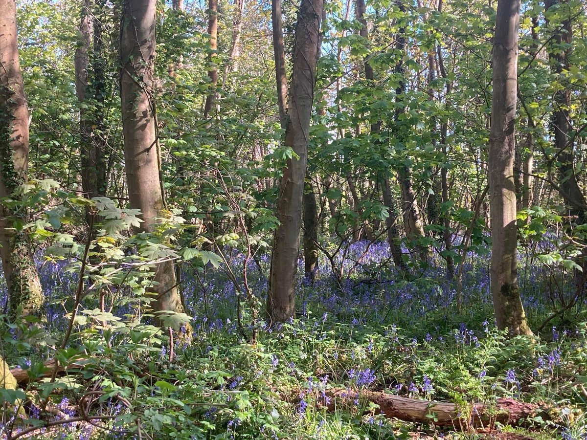 Soon Penrhos will be awash with bluebells & other spring flowers bringing  joy and hope for  the future  let’s hope we #SavePenrhos #AchubPenrhos  if you want to support  our fight please donate if you can and share  justgiving.com/crowdfunding/l… 📸by Sharon Jones , Hilary…