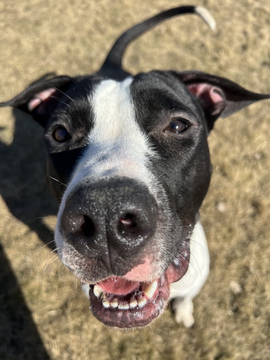 ComAnimalSrvYQL's tweet photo. Good morning from Ziggy!

#Opt2AdoptYQL #ethbridge #AnimalShelter https://t.co/5EU7oEYb0G