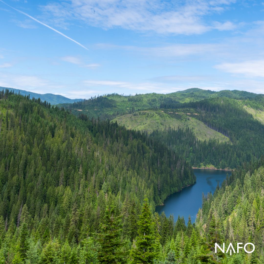 NAFO_Forests's tweet image. NAFO forests alone store nearly two years' worth of total U.S. industrial emissions, sequestering 60 million metric tons of CO2e annually. Read that again: TWO. YEARS.  #ModernForestry #ClimateSmartForestry