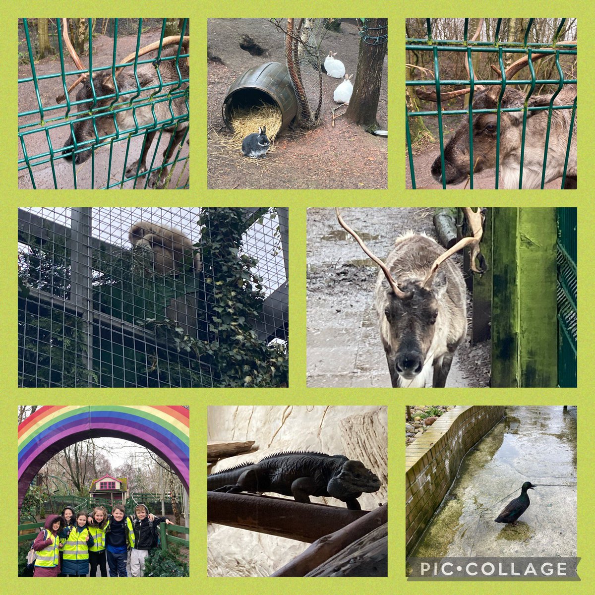 And of course saw lots of different animals 🫎🐒🐍🐌🦎🦜@fivesisterszoo