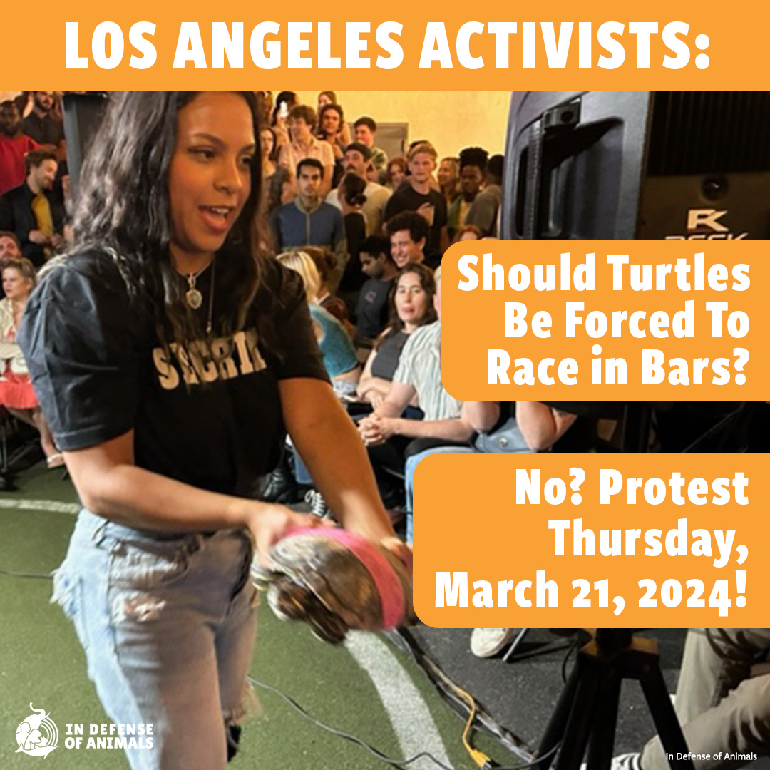 IDAUSA's tweet photo. #LosAngeles: #Brennans is perpetuating the cruel idea that it's acceptable to use animals for entertainment. However, the bar’s management has not agreed to meet with us so we plan to protest Brennan's during the #TurtleRaces. Join us! https://t.co/8xW7PKpfDQ https://t.co/rMjfPO57jf