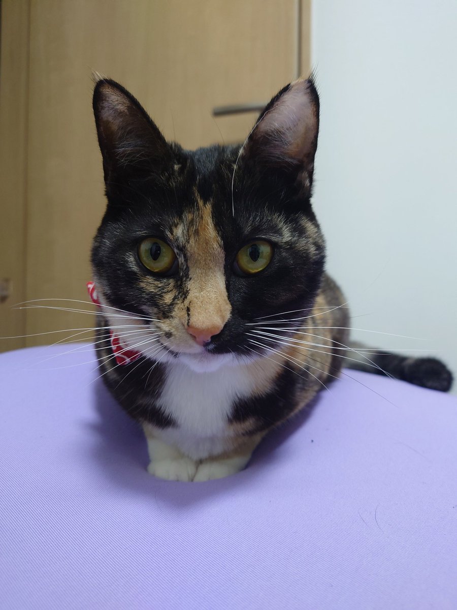 sed0922's tweet photo. こう
#保護猫 #サビ猫 https://t.co/lRwYY1nTHY