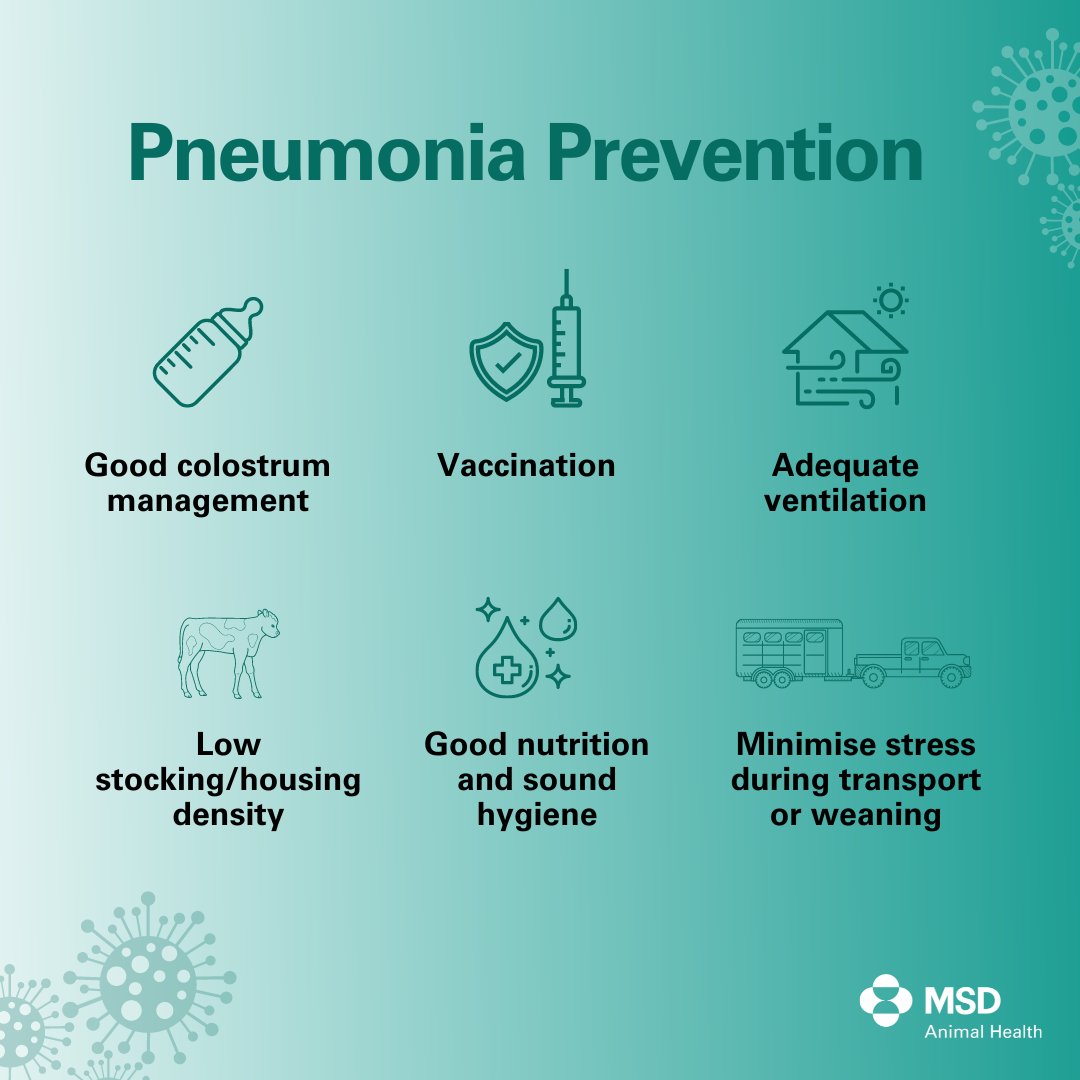 Calf Pneumonia - The causes, signs, and prevention!👊🐄🦠

#CalfPneumonia #PreventionOverCure #Bovipast #BRD
