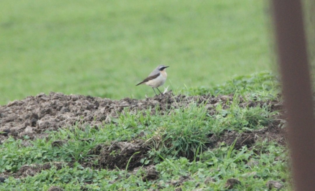 Great to see the first Wheatear of the Spring in West London this afternoon. Great find by @kooperthequick. @WarrenFarmNR @BrentRiverPark