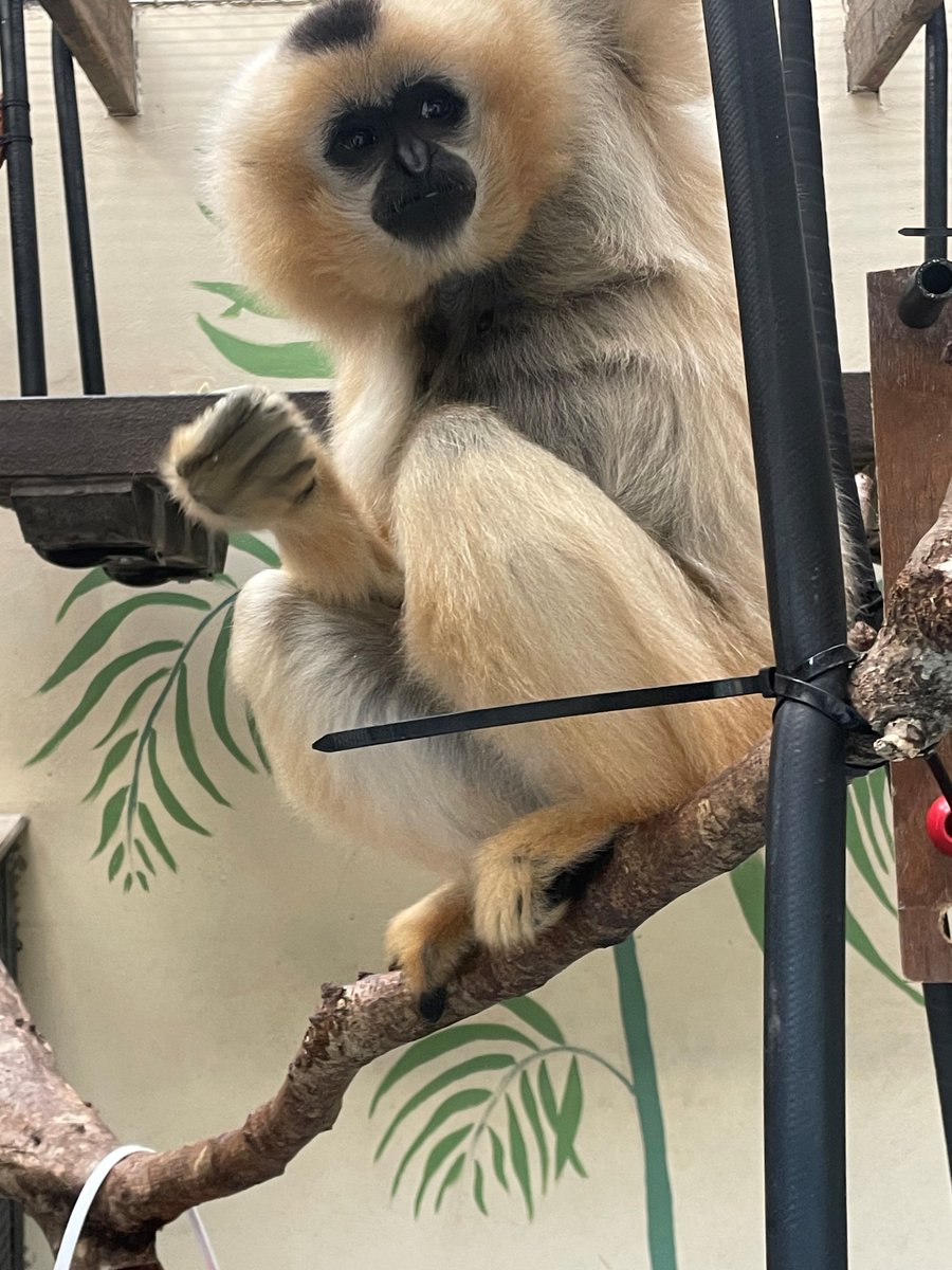 LOVE this one of golden-cheeked gibbon Kim! What is impressive is this was taken by Scarlett- who is just 4 years old! It is hard to get a good photo of a gibbon, as they rarely sit still for very long, so Scarlett has done very well here! Thank you for sharing it with us.