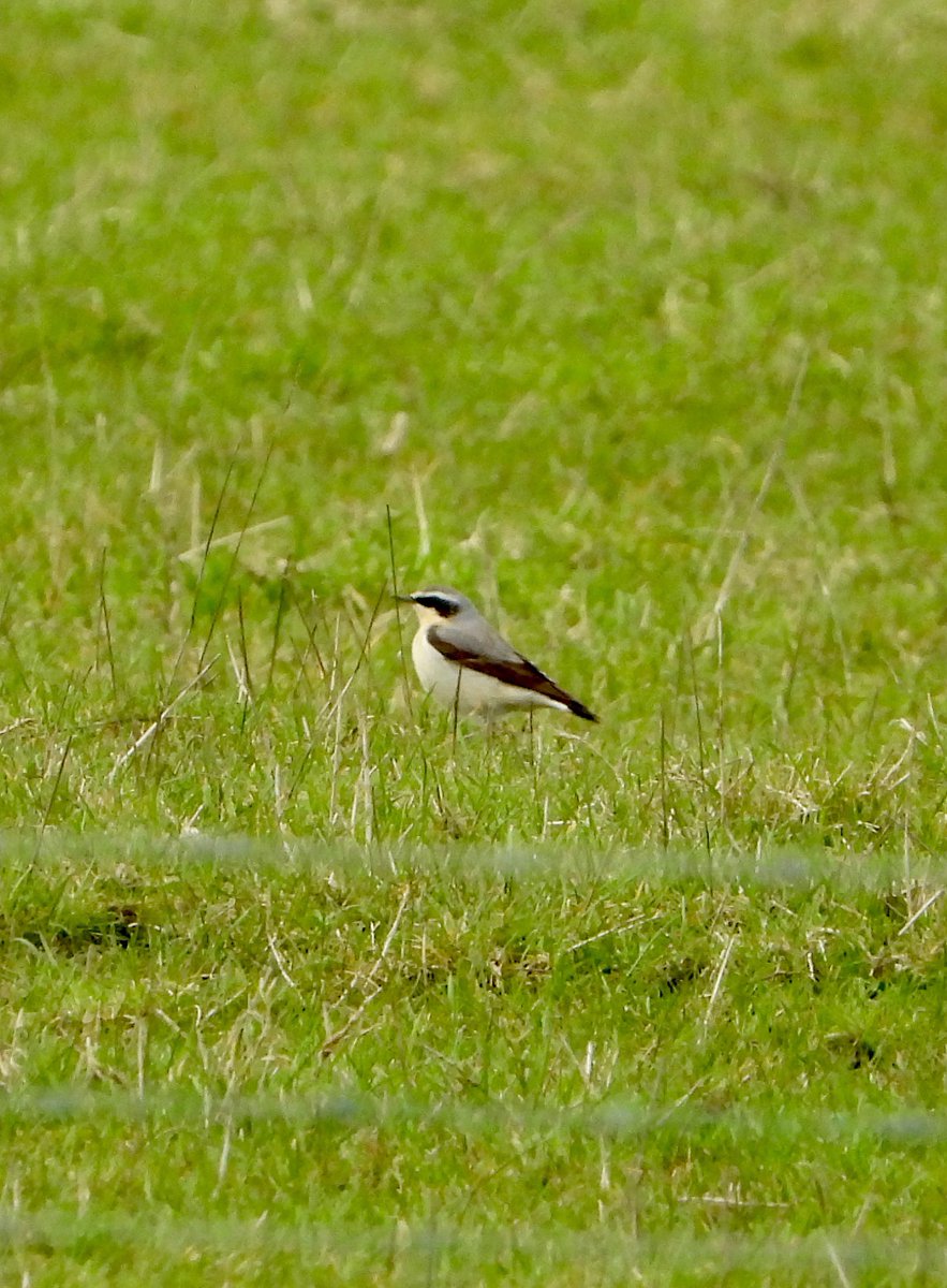 LRP and Wheatear at Grovebury today
