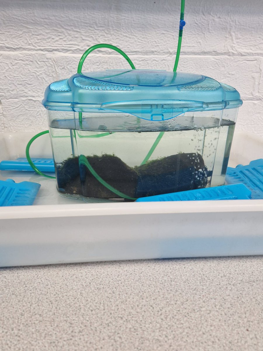 The Mayfly in the Classroom project is moving along beautifully at Dalton St Michael's CE Primary School. We have quite a few Mayfly hatched already. Very exciting!