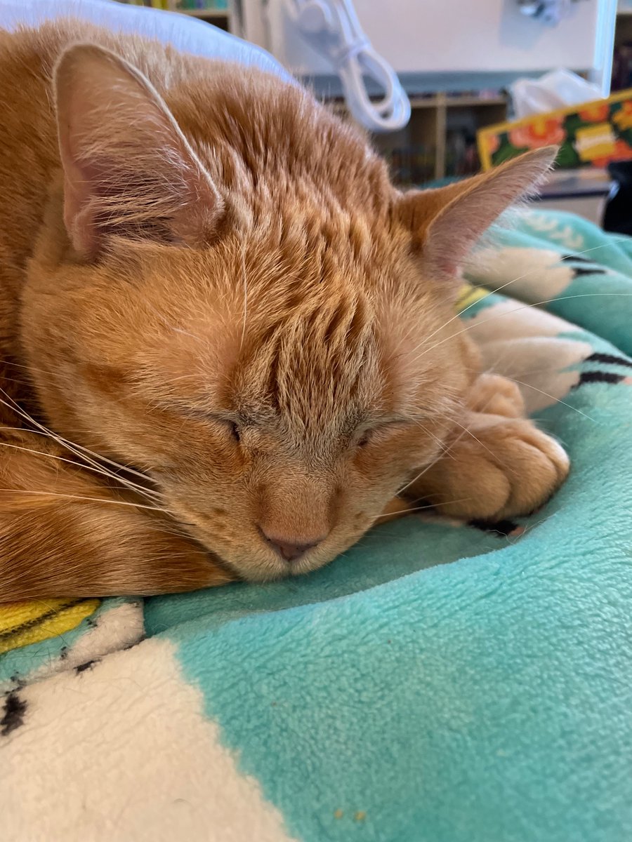 lee_e_walters's tweet photo. @jencoleslaw Oliver Egg and I aren’t sure what kind of vibes you need so we thought sleepy peaceful vibes would be best. His other mode is ginger chaos demon. I hope you don’t need those vibes. https://t.co/fHowZoh7lb