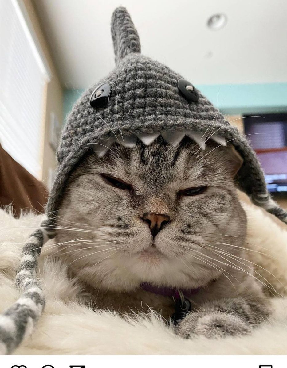 nalathecat tweet media