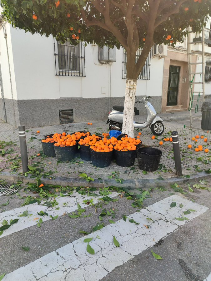 page_alexandre's tweet photo. Séville en ce moment, avec la ville qui met les oranges des orangers de la ville à disposition des passants. Je dois dire ne pas comprendre pourquoi on ne plante pas plus de fruitiers dans les villes. C'est tout à fait avantageux. https://t.co/1yfyX0XZVi
