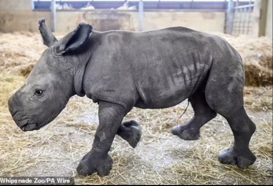 Rare week-old White Rhino born at Whipsnade Zoo after 16 month gestation. Took his first wobbly steps after 2 hours & is now “zooming” around.  Image © Anthony Devlin/Whipsnade Zoo/PA Wire