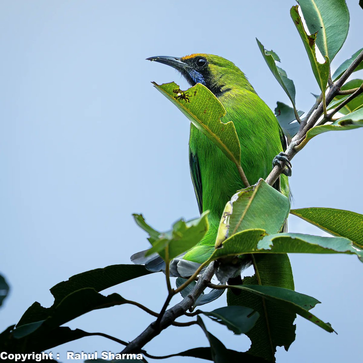 Golden-Fronted Leafbird clicked at Bandhavghar National Park, India. 
#thephotohour 
#BBCWildlifePOTD #IncredibleIndia 
@IndiAves