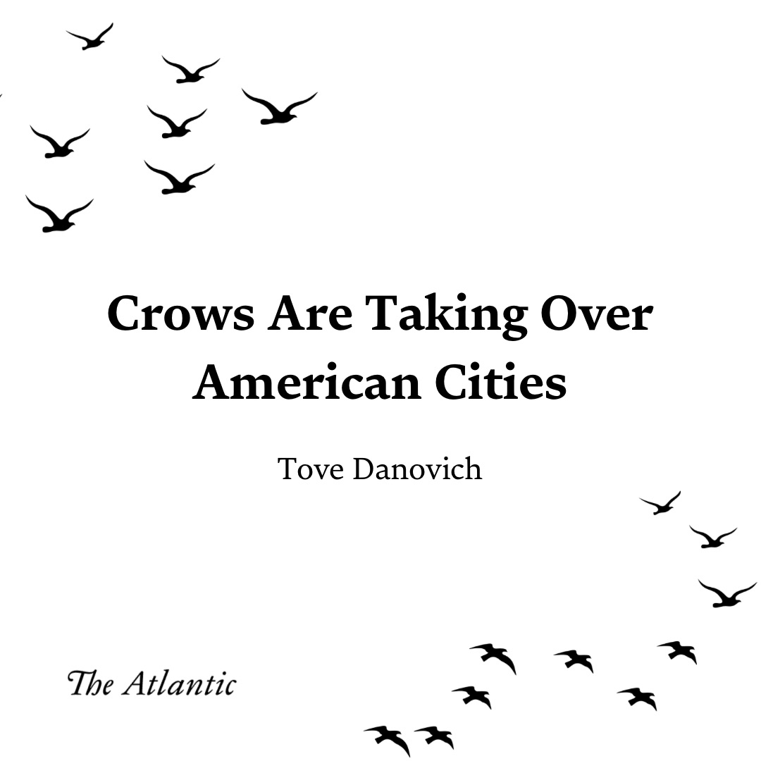 Every year it seems like I was noticing more crows, well, everywhere but especially downtown. I wanted to get to the bottom of whether this was a real phenomenon and why it was happening. Thanks to @TheAtlantic for letting me peck into this! 🐦‍⬛