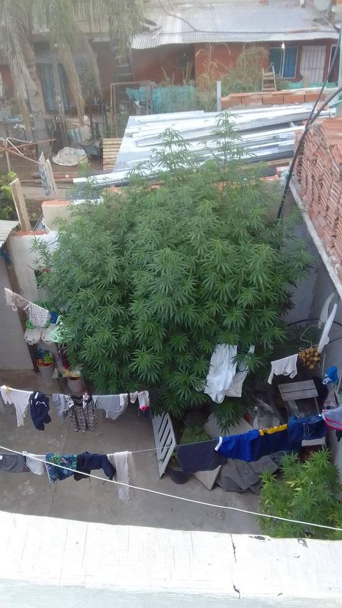 Elparaguayo1231's tweet image. Creció un poco no?