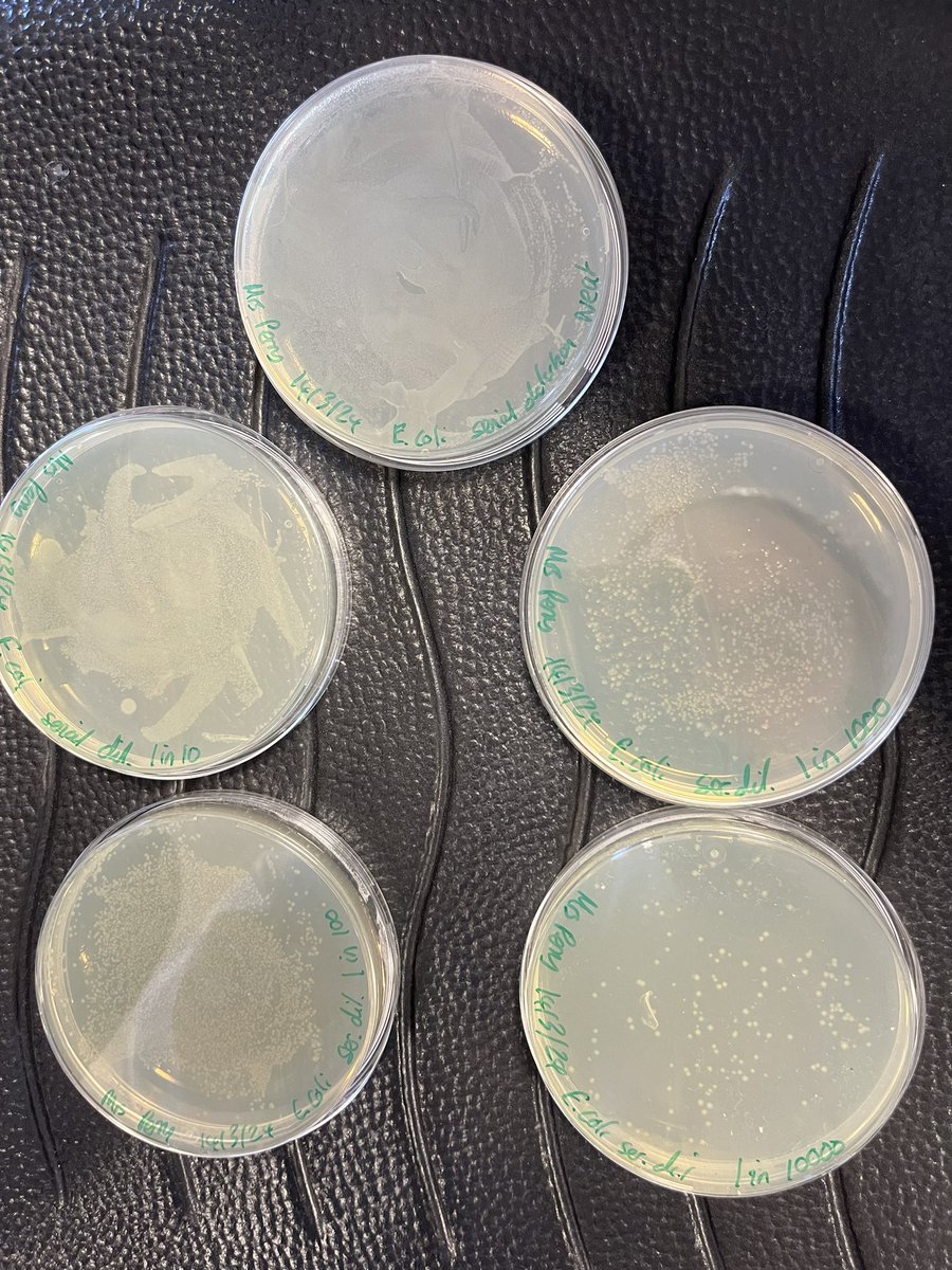 CroxleyScience's tweet image. We also got to see our dilution plates and plasmid bacterial transformation plates! A few of us managed to replicate enough plasmid for Dr McKinnon to use in his lab!