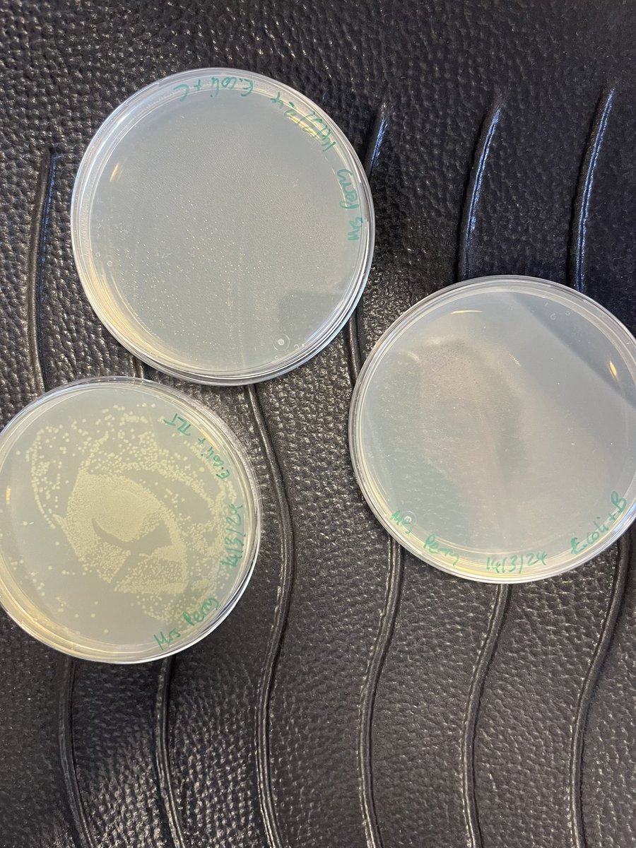 CroxleyScience's tweet image. We also got to see our dilution plates and plasmid bacterial transformation plates! A few of us managed to replicate enough plasmid for Dr McKinnon to use in his lab!