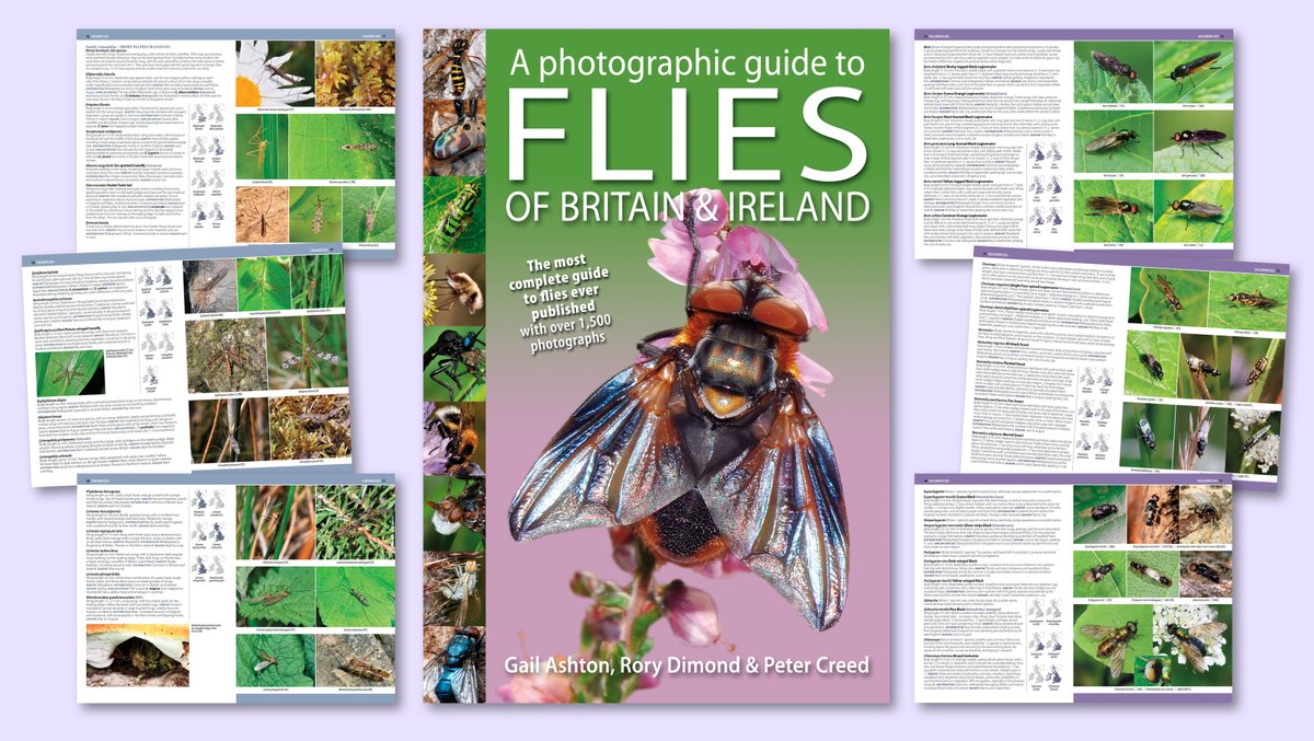 In prep for 2025 from @NatureBureau's Pisces Publications - we've started the layout for an exciting new first-ever Photographic Guide to Flies of Britain & Ireland. With 1500 photos the book will feature over 1200 species @DipteristsForum @gailashton @Ecoentogeek @flygirlNHM
