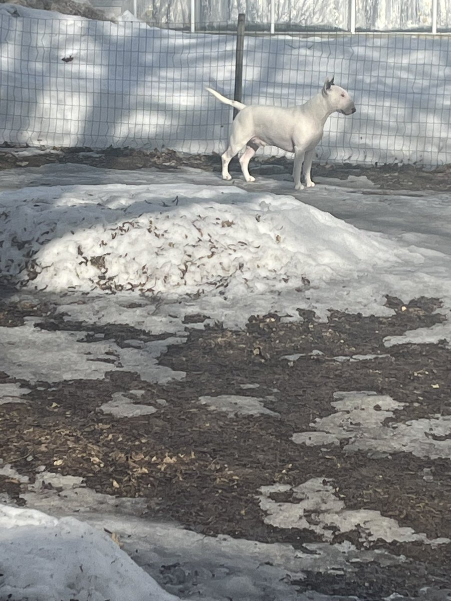 Friday: 1 day closer 2 spring💚🌸🐾🌤️

#Spring #Doglife #FridayFeeling