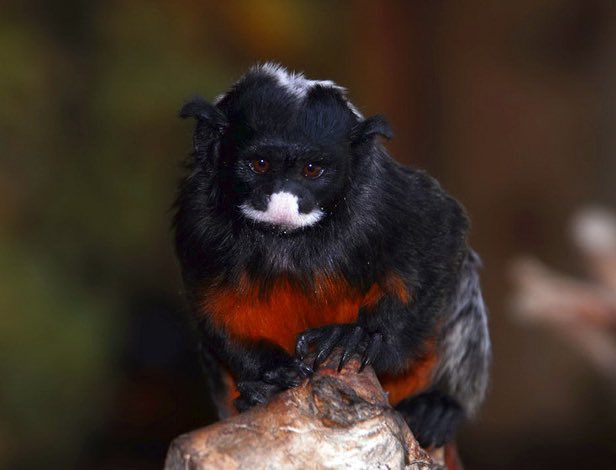 EttiCooper's tweet photo. Absolutely unreal creature I’ve just discovered. This is the white lipped tamarin (Sanguinus labiatus). He looks like the offspring of a Furby and a gremlin https://t.co/iLo5Rh05v5