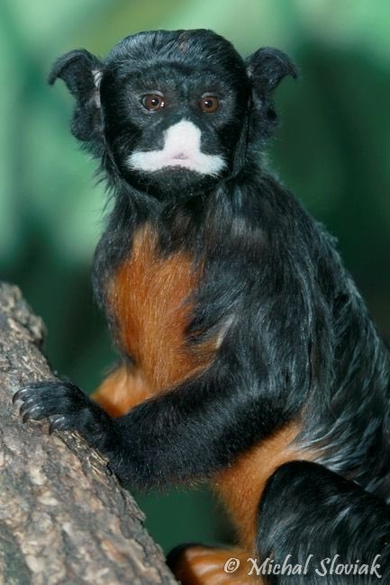 EttiCooper's tweet photo. Absolutely unreal creature I’ve just discovered. This is the white lipped tamarin (Sanguinus labiatus). He looks like the offspring of a Furby and a gremlin https://t.co/iLo5Rh05v5