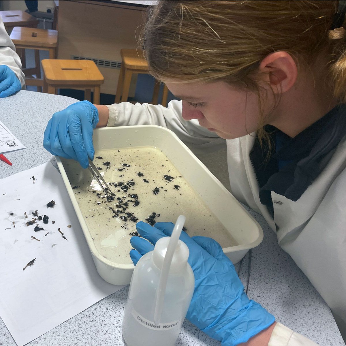 What a busy <a href="/ScienceWeekUK/">British Science Week</a>!  From exploring friction to making crystals in the classroom, and extracting DNA from fruit and dissecting owl pellets in our science lab, our children have thrown themselves into it all with curiosity and enthusiasm! #Science #learning #becurious