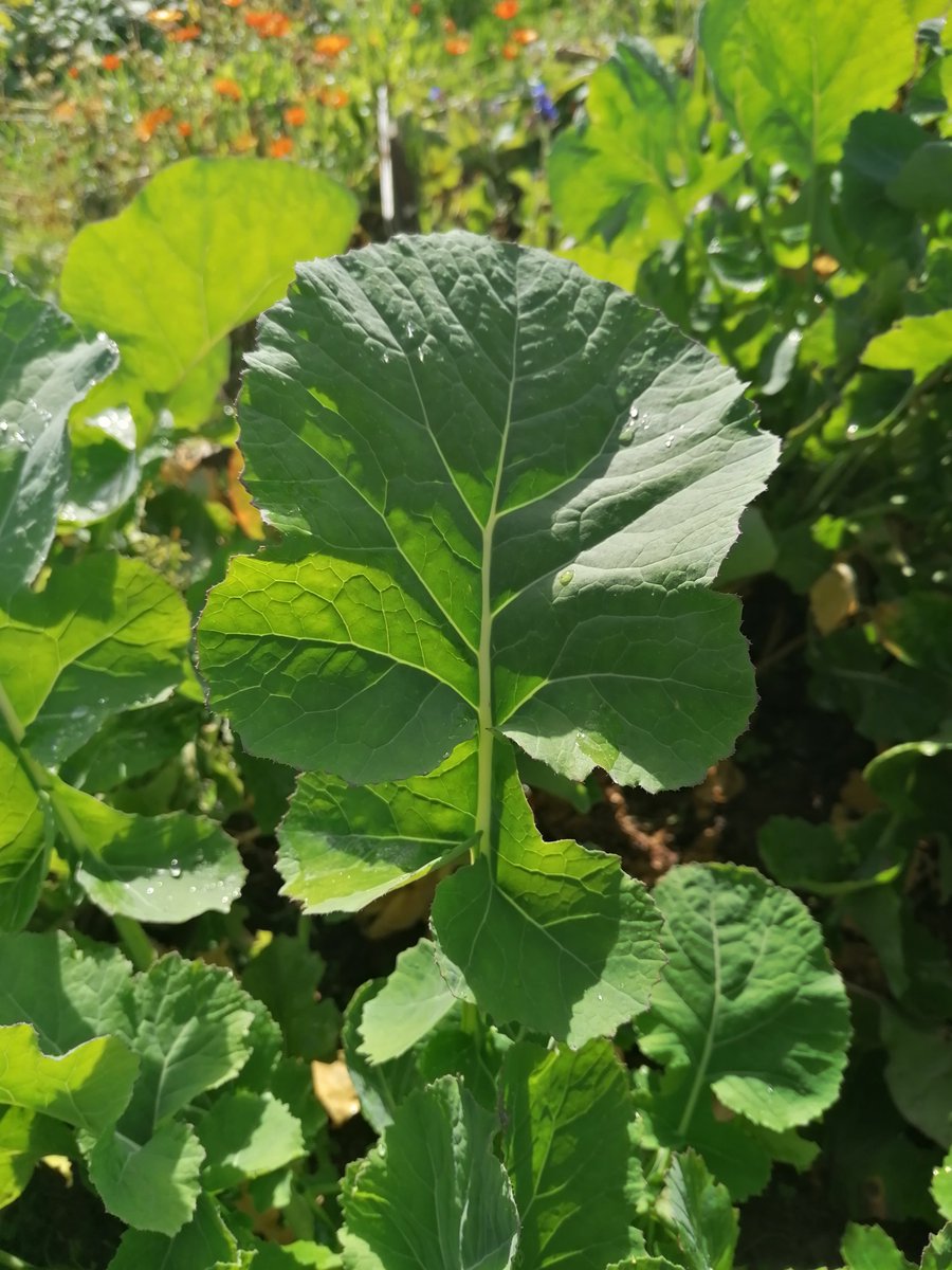 ☘️Embrace your #Irish roots & celebrate #StPatricksDay in the most authentic way possible with Irish Seed Savers #heritage vegetable #seed collection! Try Mayo Common Cabbage, Sean Flynn's West-Meath Greens, Buan Onion & Fill the Bucket Pea ☘️ tinyurl.com/3sk7uffk