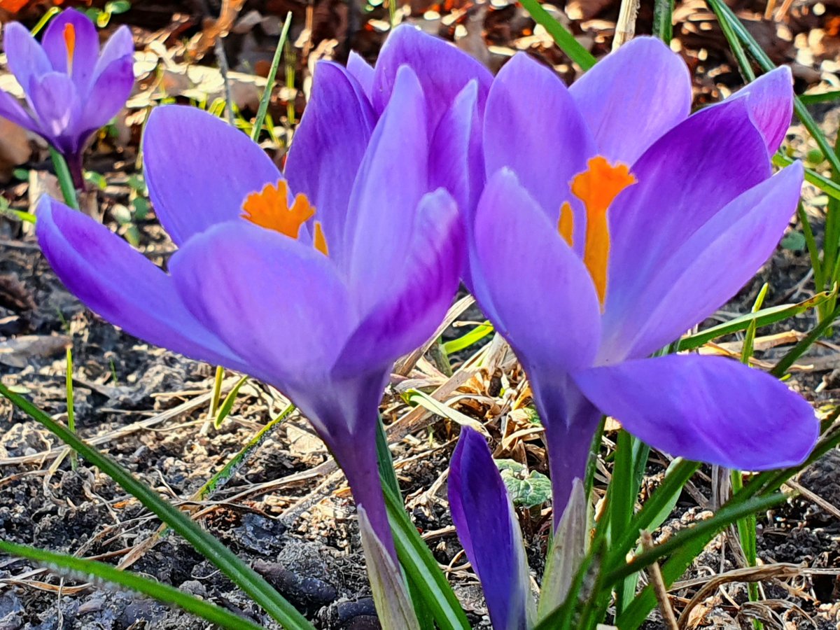 violet spring 💜

#flowerfriday