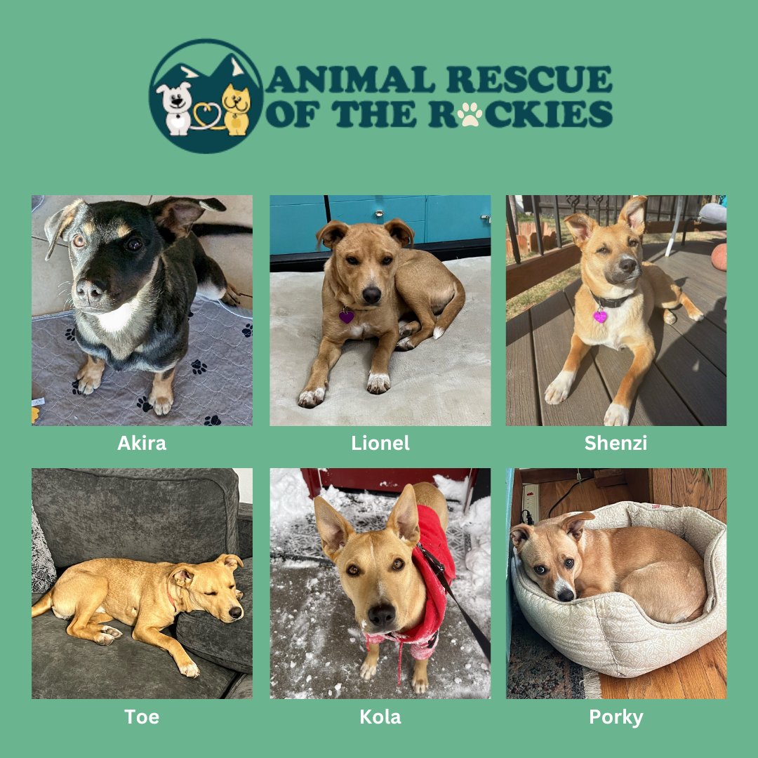ARRColorado's tweet photo. These 6 Puppies Need Forever Homes! They were rescued from a bad situation in New Mexico.

At about 6 months old, they are ready to shower their future families with a lifetime of love and affection.

Search for them by name here: https://t.co/pVQIIEiWM0 https://t.co/aVOAPFur3H