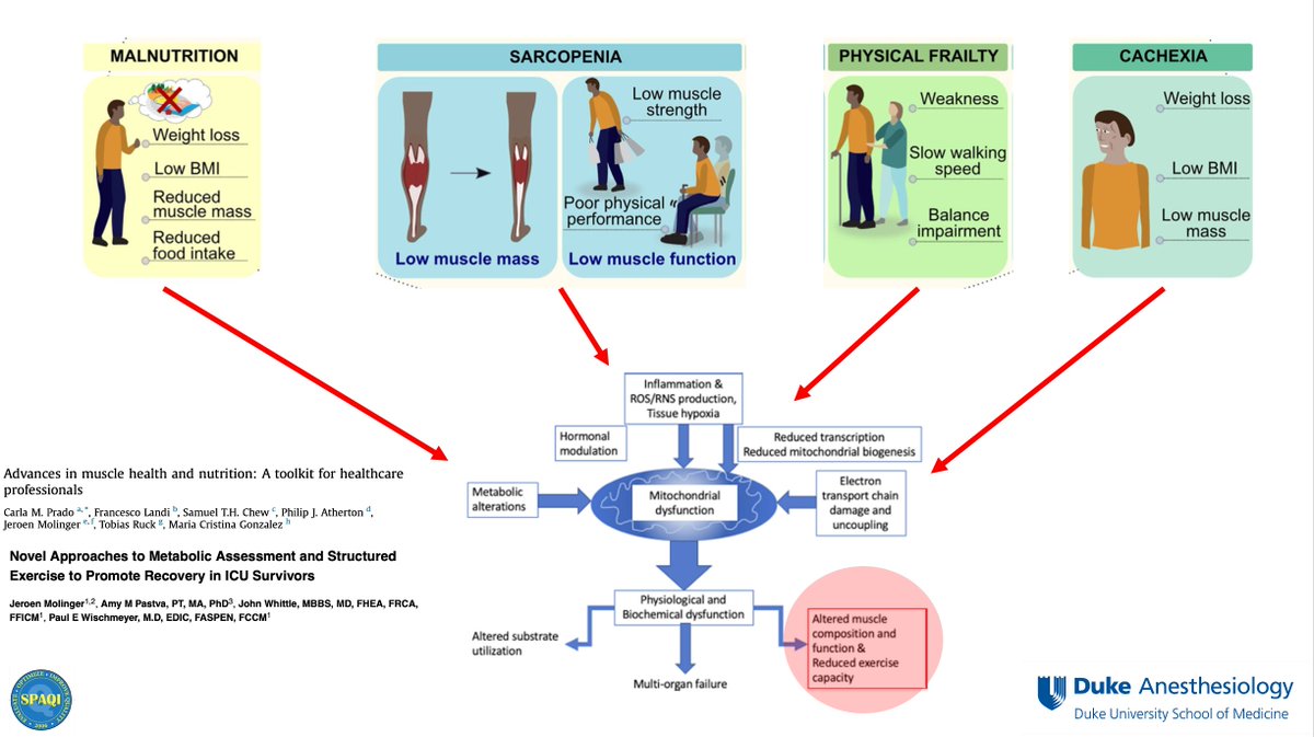 Frailty <-> mitochondrial dysfunction <-> CRF; what is the deal? @Paul_Wischmeyer @SPAQIedu @Duke_Anesthesia #Periop2024