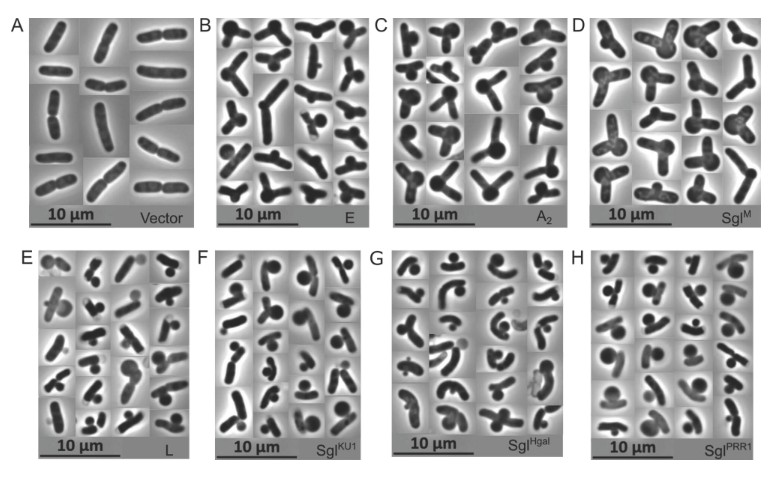 Single-strand RNA (ssRNA) &amp; single-strand DNA phages elicit host lysis using a single gene (sgl). This #JBacteriology study initiates an approach to segregate the Sgls into operational types based on physiological analysis. Learn about the implications: asm.social/1L5