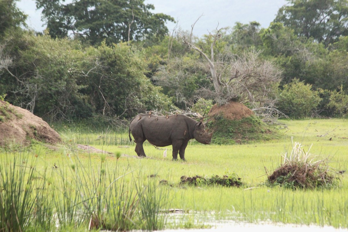 Experience the awe-inspiring presence of rhinos in Akagera National park.

#visitrwanda #AkageraSafari #ConservationSuccess #WildlifeWonder #RhinoMagic #Adventures #RhinoEncounter #NatureConnect #ProtectOurRhinos #WildlifeConservation