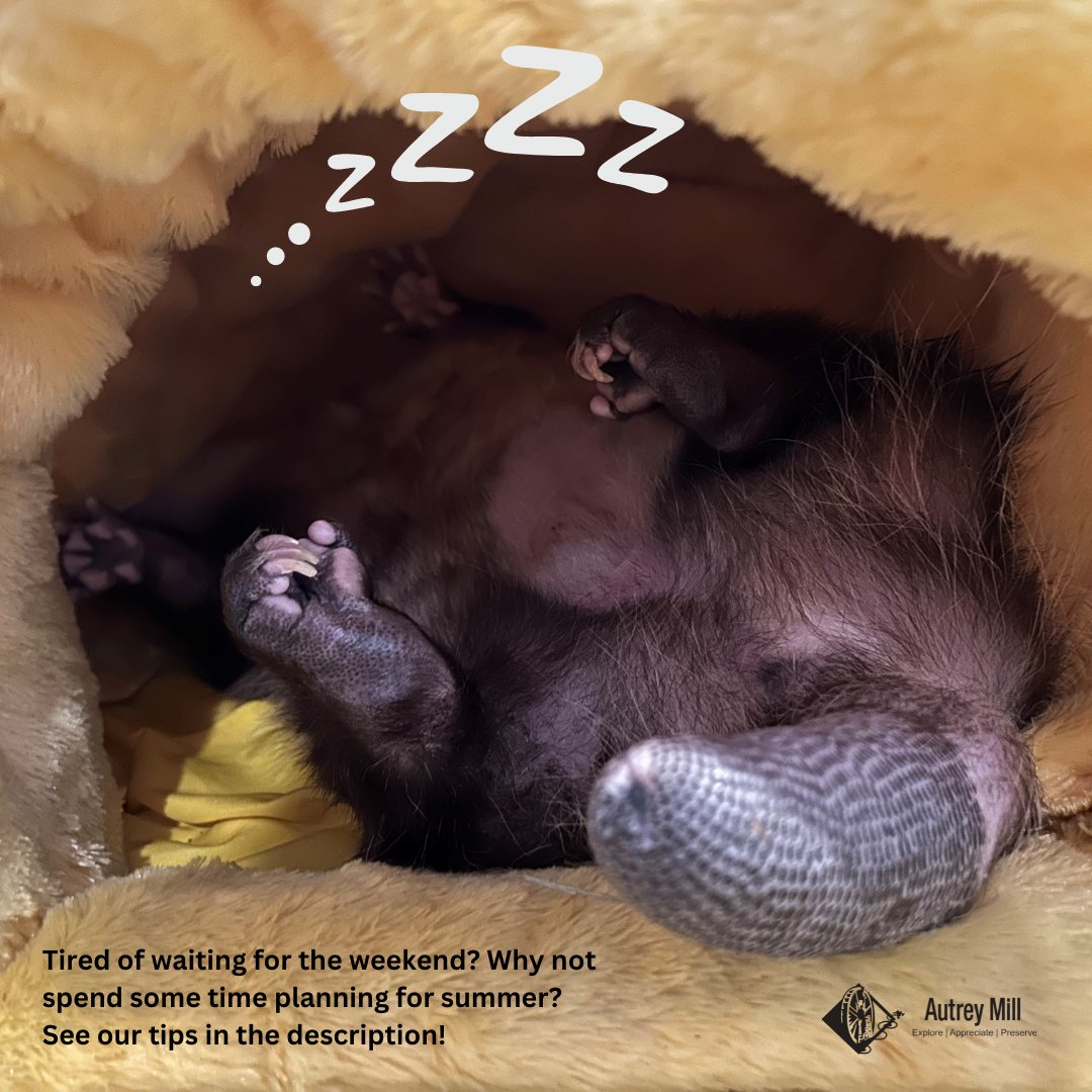 autreymill's tweet image. 1. Become an Opossum. 2. if you can't do #1, then register for our amazing Summer Camp! Head to autreymill.org while spots last.