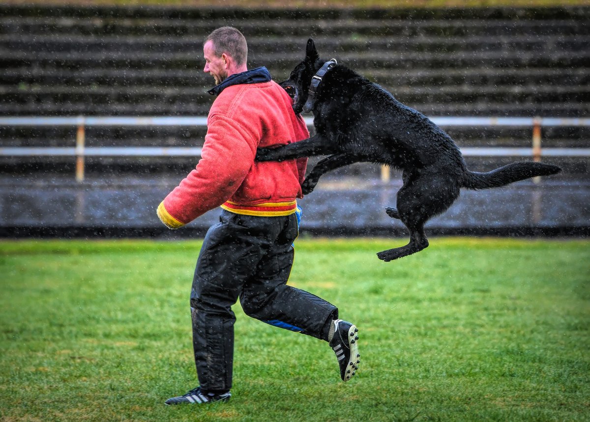 PoliceScotland's tweet image. Police dogs and handlers got to showcase their agility, obedience and police work skills at the 56th Regional Police Dog Trials this week.
 
Well done to everyone who took part and congratulations to the winners, PC McMaster and PD Amber, who'll be progressing to the Nationals 👏