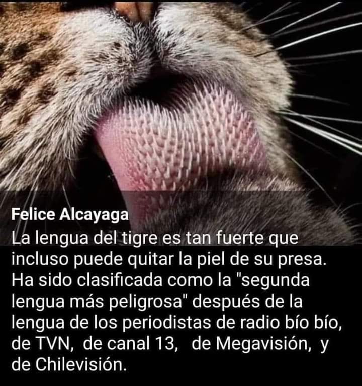 quintrala1's tweet photo. https://t.co/VMoMadHi9L
