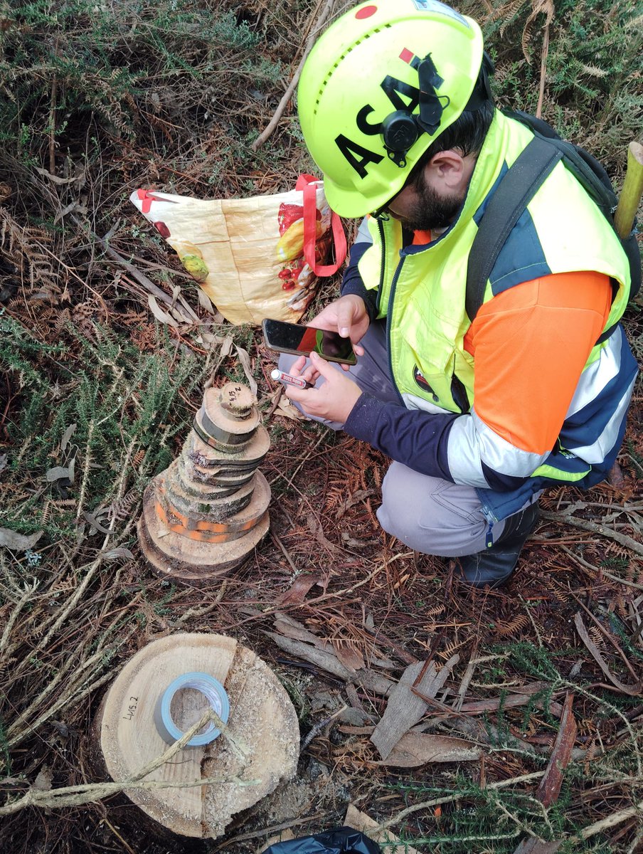 ASA_ingenieria's tweet photo. Nuestro equipo de trabajos forestales, realizando muestreo de trozas de árboles, para su posterior evaluación de propiedades físicas y mecánicas en laboratorio. https://t.co/cIyen6vIZX