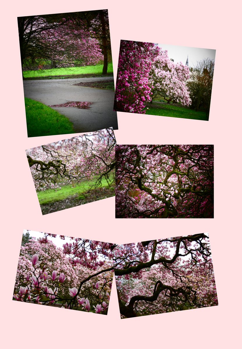 judiththomas4's tweet photo. Birds are so yesterday, its trees for me now 😆🌳🌳🌳. No flitting about, no hiding, just staying still, (usually) where you left them, looking gorgeous while quietly saving the planet  #treesoftwitter #magnolia #Cardiff #butepark https://t.co/4E8zVDeupy