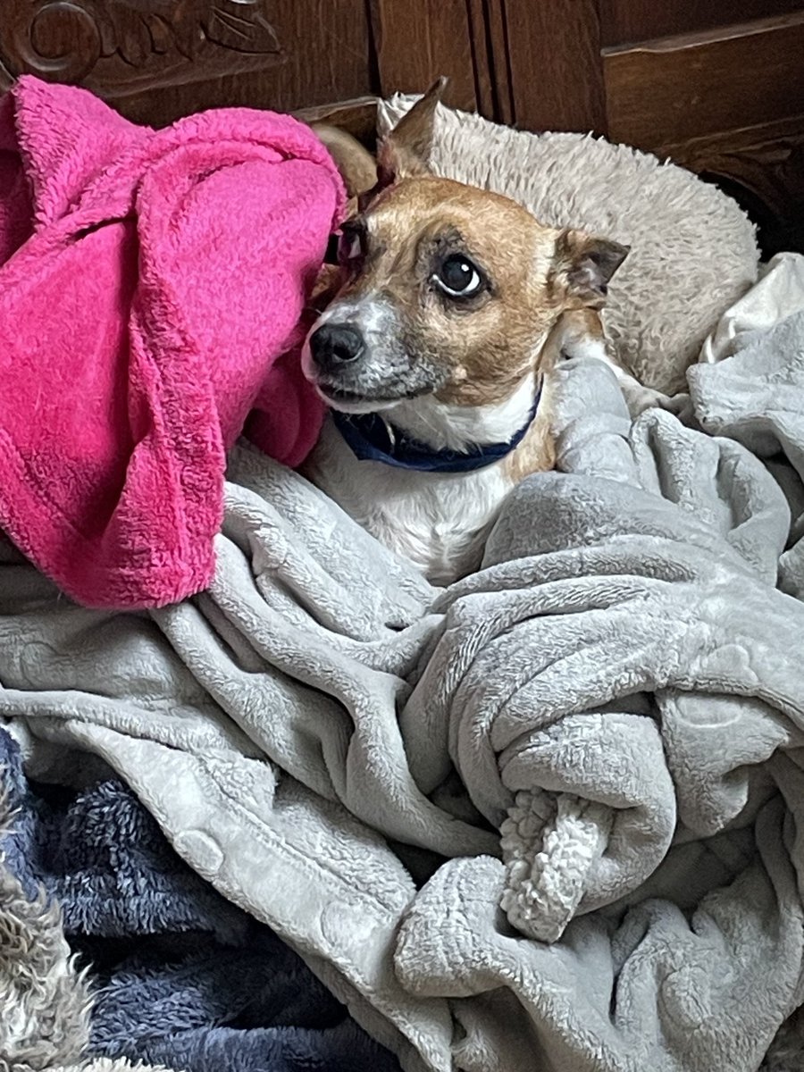 This is my sister Claire’s little dog, Honey. She’s getting old and likes to snuggle down in bed with a lot of soft blankets. I know the feeling.