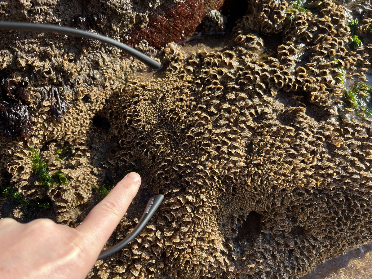 Louise Firth tweet media