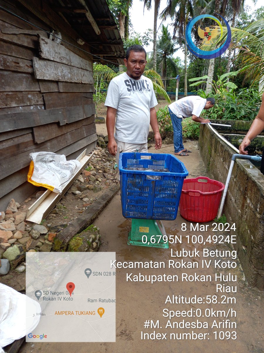 AndesThp06's tweet photo. jumat (08/3), M. Andesba Arifin, Luhkan Rokan Hulu, di Pokdakan Lubuk IKan Maju Berkarya, Ds Lubuk Betung, Panen Ikan Lele, Semi Intensif, sebanyak 540 kg, luas lahan 140 m2, size 7-10 ekor/kg, harga 17500/kg #GiatLuhkanSatminkalMedan #RoHul #Panen @bpppmedan_brsdm @puslatluhkp https://t.co/BT0F26jV1O